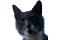 Purrfect Systems